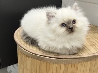 British longhair 2 aylık