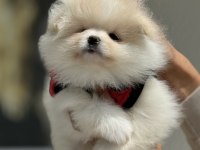 Show kalite teddy face pomeranian boo yavrularımız