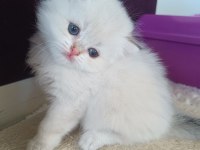 Muhteşem güzellikte golden blue point british longhair