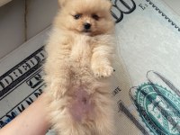 50 Günlük Erkek Pomeranian Kendi Yavrumuz