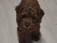 TOY POODLE GÜZELLİĞİ