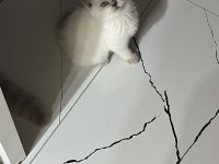 British shorthair bluepoint