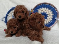 Kore Teddy Face Poodle