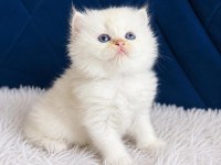 British shorthair ve longhair golden yavrular