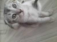 3 Aylık scottish fold