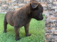Bombacı malinois yavrularım