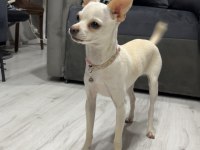 7 Aylık Chihuahua Kartopu Kızımız