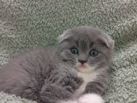 Scottish fold yavrular bir haftaya kadar hazırdır