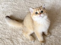Safkan British Shorthair Golden by11 erkek yavru