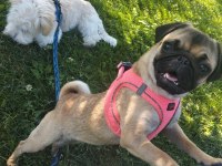 Pug Kızıma Ömürlük Yuva