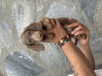 Sevimli Dachshund (Sosis Köpek) Yavrularımız