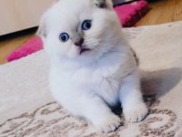 Koca kafalı scottish fold kızım