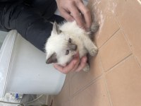 Scottish fold 2 aylık yavru