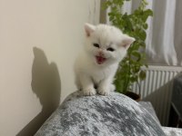 British shorthair erkek 2 aylık