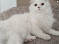 7 aylık british longhair