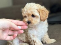 Mini boy orijinal maltipoo korean aşılı eğitimli