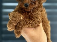 Elit yavrular farkıyla Toy poodle bebekler