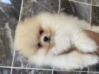 Orjinal Ayı Surat Tilki Surat Pomeranian Boo Bebekler