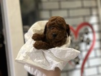 Toy Poodle Bebekler Orijinal Irk Garantili