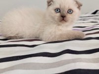 scottish ve british shorthair yavrular yuvalarını bekliyor