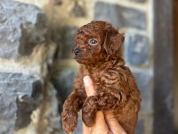 Brownie toy poodlecıklar