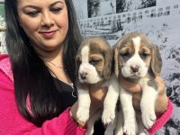 Elizabet beagle yavrularım