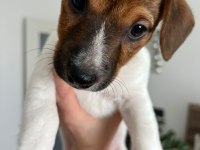 Jack Russell