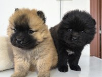 Kaliteli Çin Aslanı Chow Chow Yavrular