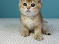 BABASI ŞECERELİ GOLDEN KEDİLERE YUVA ARIYORUZ