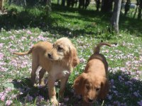 Dişi Golden Retriever Yavrularımız