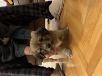 5 adet yavru köpeğimizi sahiplendiriyoruz