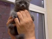 erkek british shorthair kedimiz için ev arıyoruz