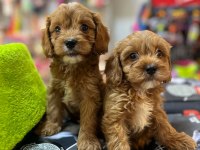 TÜY DÖKMEYEN HİPOALERJENİK SAF KAN MALTİPOO YAVRULAR