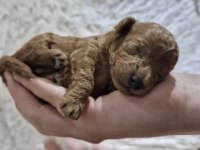 Toy Poodle Safkan Irk Kore Köpeğimiz