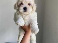 Maltese terrier minikler