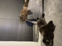 British longhair kahverengi