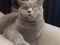 British Shorthair
