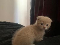 2 Aylık Yavru Kediler İlgilenenler Arasın