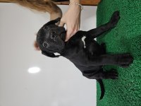KIF FCI Secereli Cane Corso Şampiyon Yavruları Full Aşı