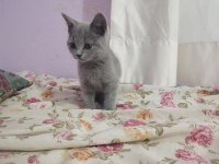 Orjinal British Shorthair