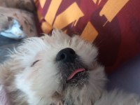 maltese terrier
