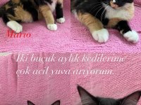 3 aylık lan kardeş kedilerimi sahiplendirmek istiyorum