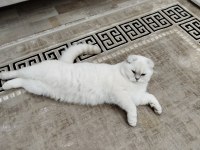 Scottish fold Chippi iç dış parazitleri düzenli yapıldı