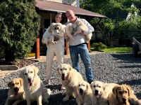 Golden Retriever Adrese Teslim Kapıda Ödeme Yapabilirsiniz