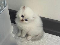 British Longhair Kedimiz İçin Ulaşın