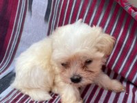 (SDK) çiftlikten numara maltese terrier köpekler