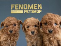 Baby Face Toy Poodle Yavrularımız Wc Egitimli