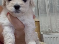 Sevimli yavrularımız yeni yuva hazır