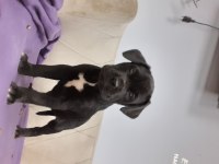 PARLAK VE ASIL RENK SİYAH CANE CORSO