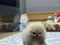 Orjinal Pomeranian Boo Yavrularımız